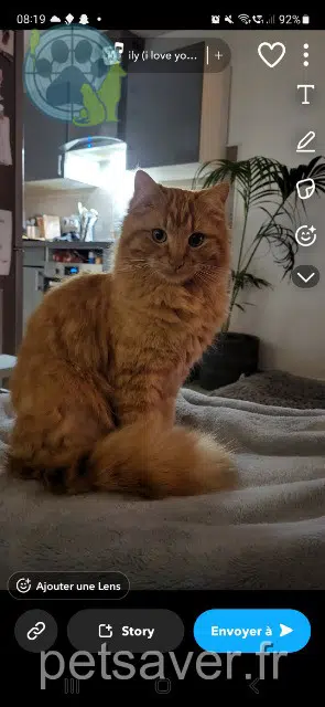 chat lost   06250 Mougins Roukmout