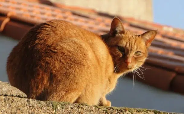 chat lost   06140 Vence Rourou