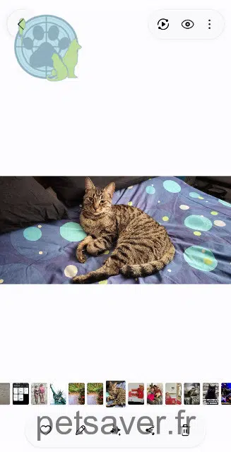 chat lost 06800 Cagnes-sur-Mer Rusty