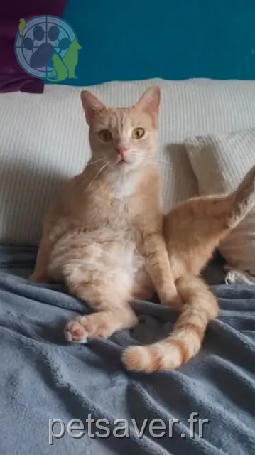 kater vermist 06390 Contes Salem kater lost 06390 Contes Salem