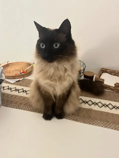 chat lost   06700 Saint-Laurent-du-Var Shin