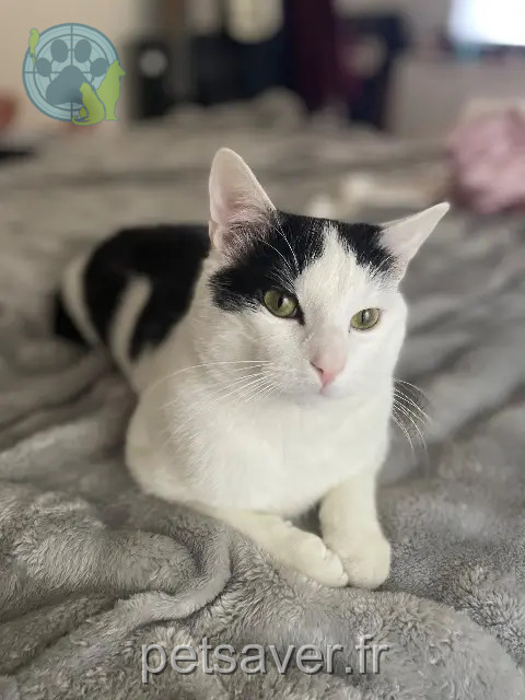 cat lost 06460 Saint-Vallier-de-Thiey Simba cat lost 06460 Saint-Vallier-de-Thiey Simba