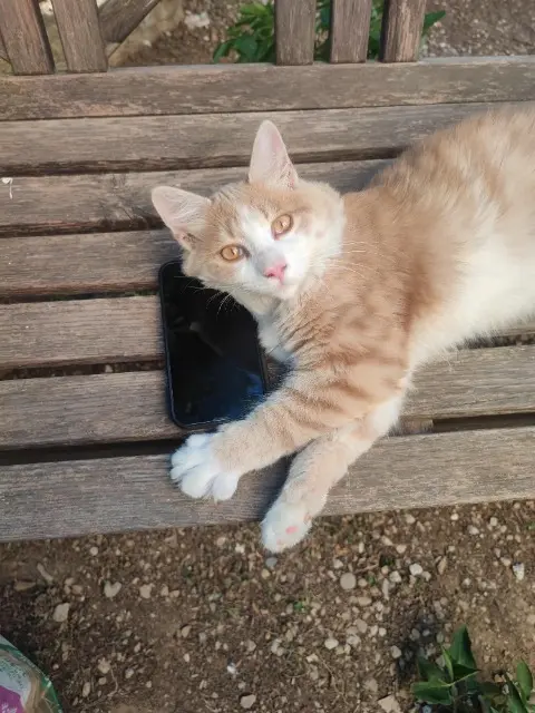 chat lost   06700 Saint-Laurent-du-Var SIMBA
