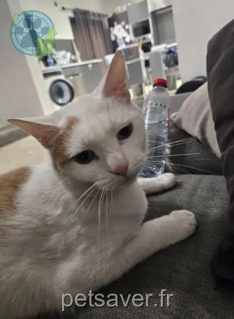 kater vermist 06460 Saint-Vallier-de-Thiey Simba kater lost 06460 Saint-Vallier-de-Thiey Simba