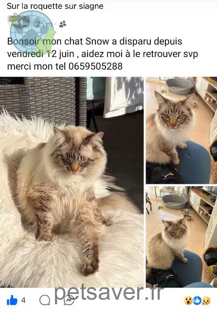 kater lost   06550 La Roquette-sur-Siagne Snow