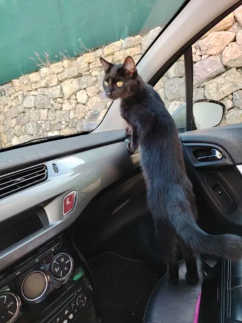 chat lost   06220 Vallauris Spider