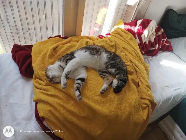 chat lost    Grasse Tiger