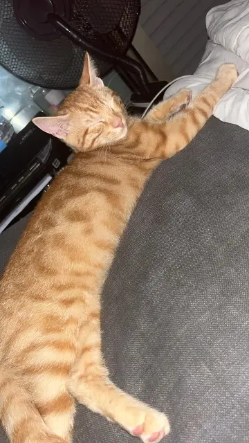 chat lost   06620 Le Bar-sur-Loup Tigrou