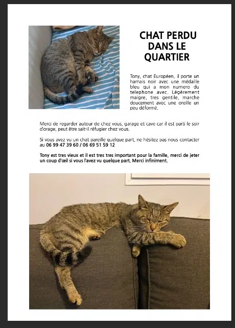 chat lost   06210 Mandelieu-la-Napoule Tony