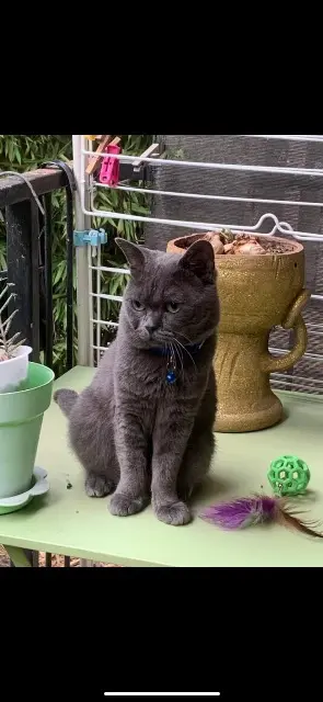 chat lost   06110 Le Cannet Totox