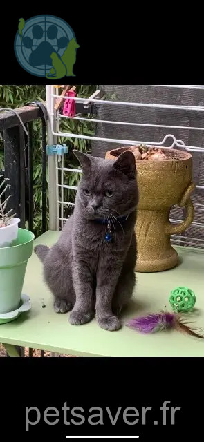 kater vermist 06110 Le Cannet Totox kater lost 06110 Le Cannet Totox
