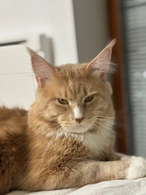 chat lost   06440 L'Escarène Tyrion