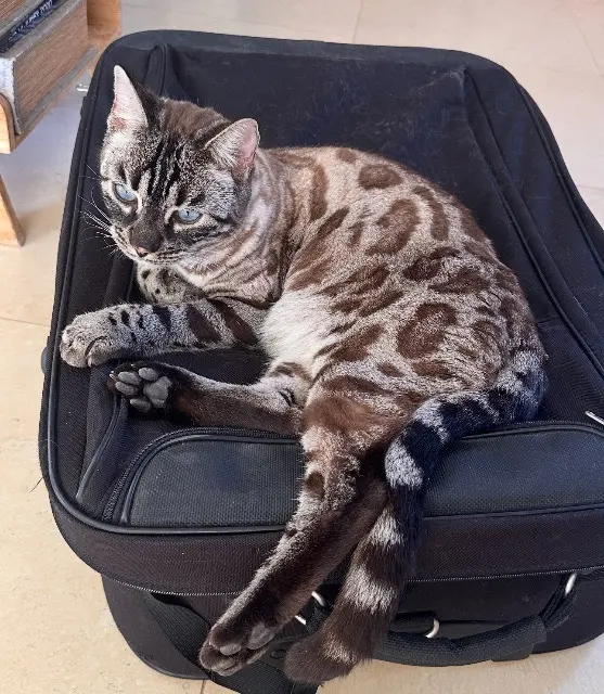 chat lost    Grasse Urus