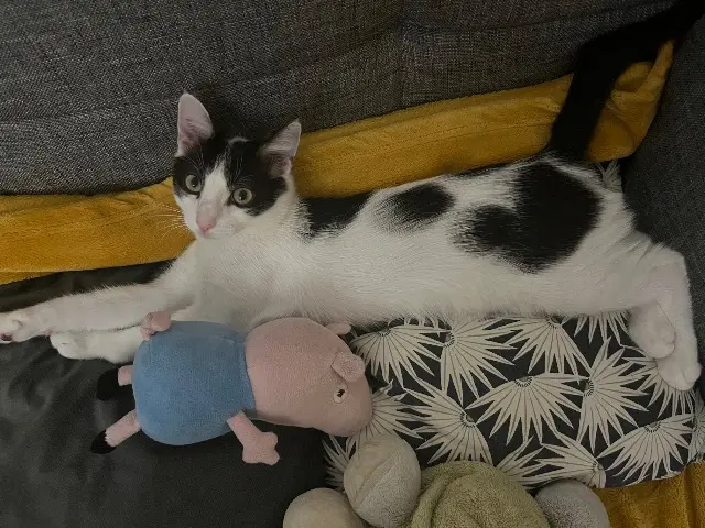 chat lost   06700 Saint-Laurent-du-Var Vladimir