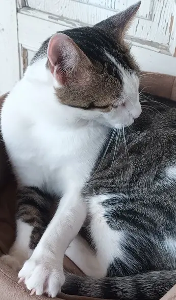 chat lost   06340 Drap Willow