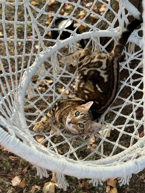 chat lost   06530 Saint-Cézaire-sur-Siagne Willy Wonka