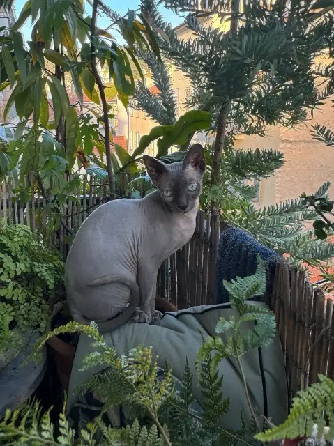 gato perdido Cannes Winston gato lost Cannes Winston