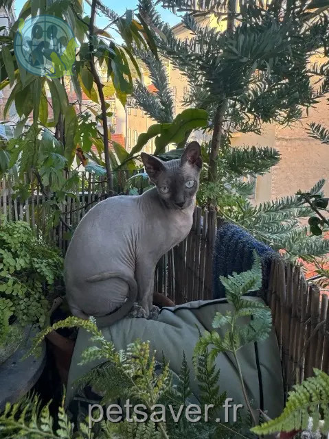 cat lost Cannes Winston cat lost Cannes Winston