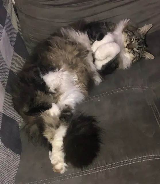 chat lost   06220 Vallauris Yoda