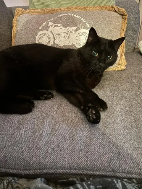 chat lost    Antibes Zorro