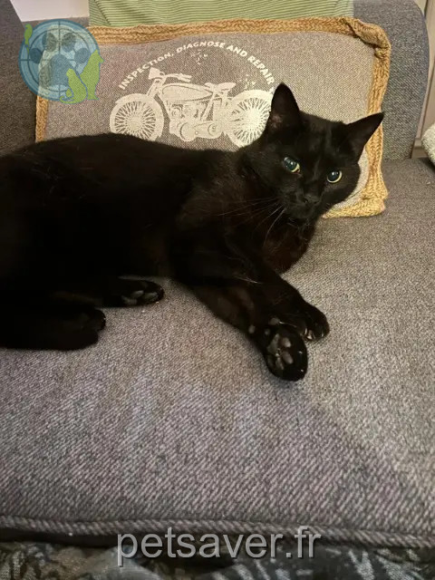 gato perdido Antibes Zorro gato lost Antibes Zorro