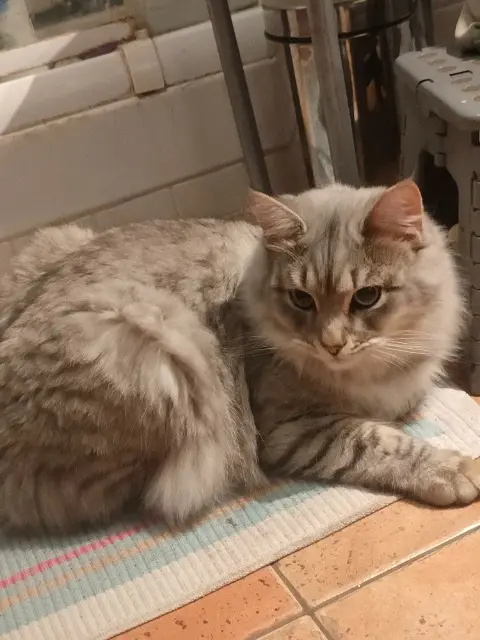 chat lost   06540 Breil-sur-Roya Zuma
