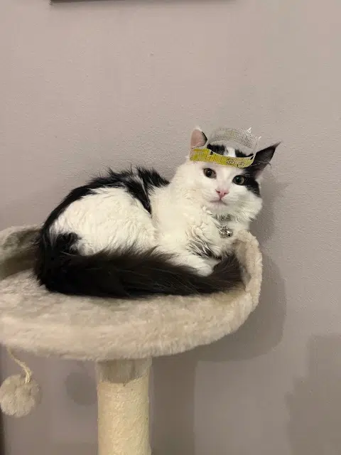 chat lost   07100 Annonay Atlas