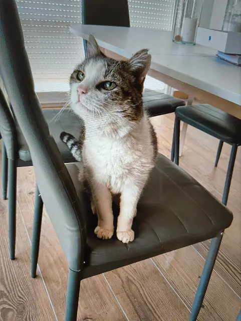 chat lost   07100 Annonay Bernard