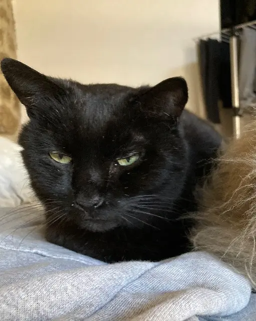 chat lost   07100 Annonay Blacky