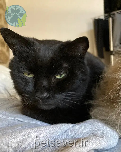 kater vermist 07100 Annonay Blacky kater lost 07100 Annonay Blacky