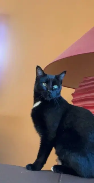 chat lost   07160 Le Cheylard Blue