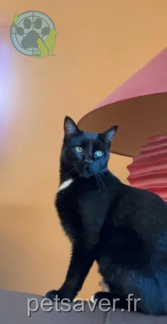 chat perdu 07160 Le Cheylard Blue chat lost 07160 Le Cheylard Blue