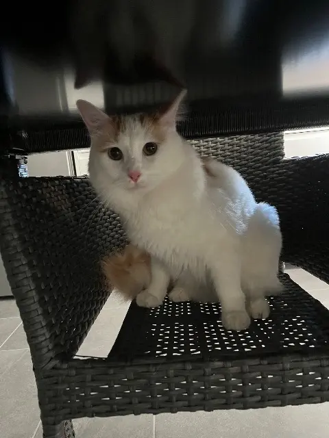 chat lost   07190 Marcols-les-Eaux Boubou