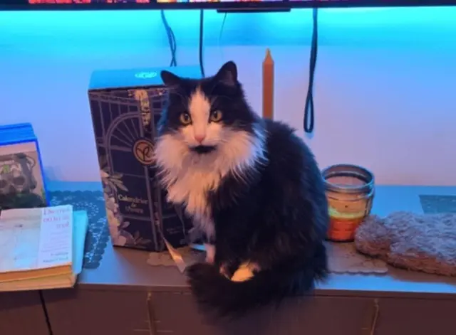 chat lost   07100 Annonay Ciby