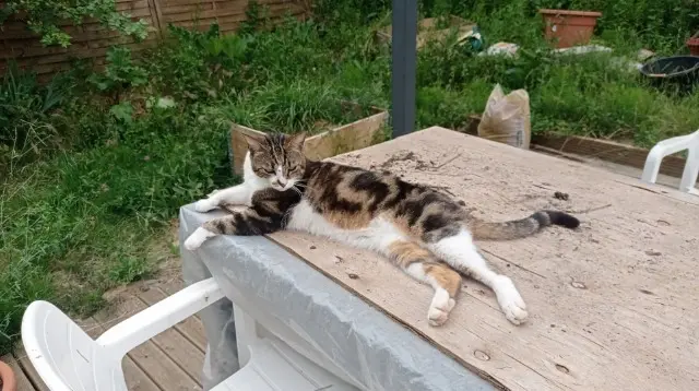 chat lost   07360 Saint-Fortunat-sur-Eyrieux Crapouille