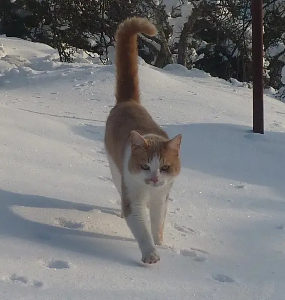 chat lost   07320 Saint-Agrève Floppy