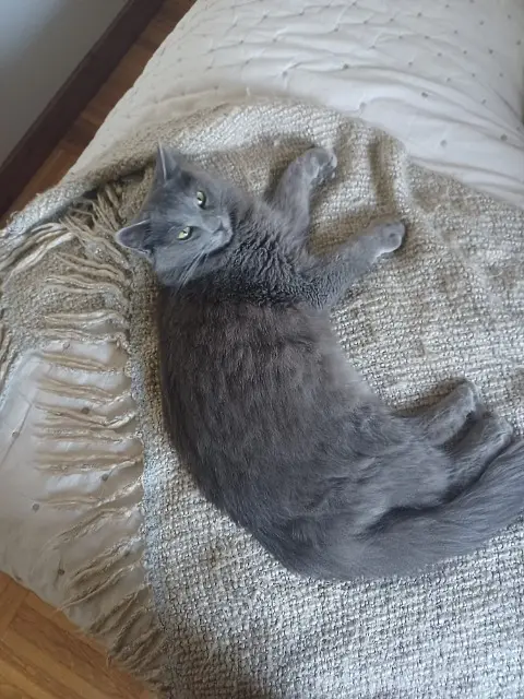 chat lost   07800 La Voulte-sur-Rhône Gribouille