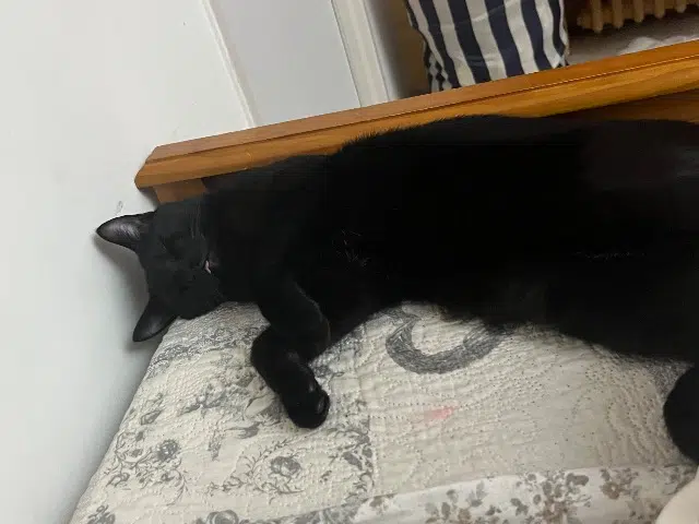 chat lost   07100 Annonay Happy