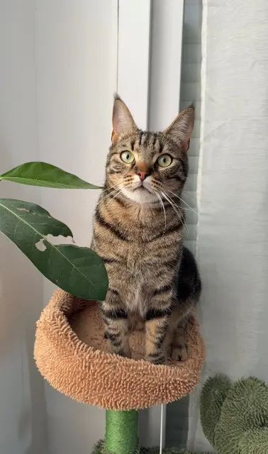 gato perdido 07400 Le Teil Itza gato lost 07400 Le Teil Itza