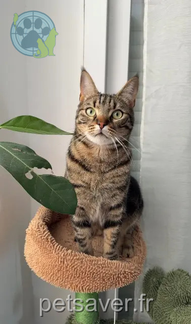 gato perdido 07400 Le Teil Itza gato lost 07400 Le Teil Itza