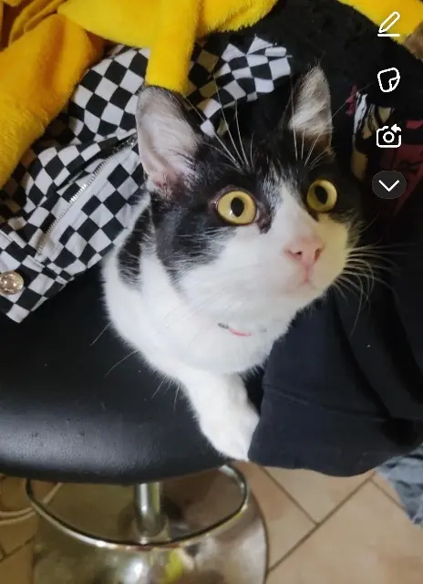 chat lost   07400 Saint-Pierre-la-Roche Jazz