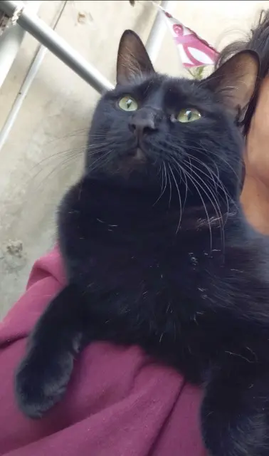 Kater vermisst 07300 Tournon-sur-Rhône Kiwi Kater lost 07300 Tournon-sur-Rhône Kiwi