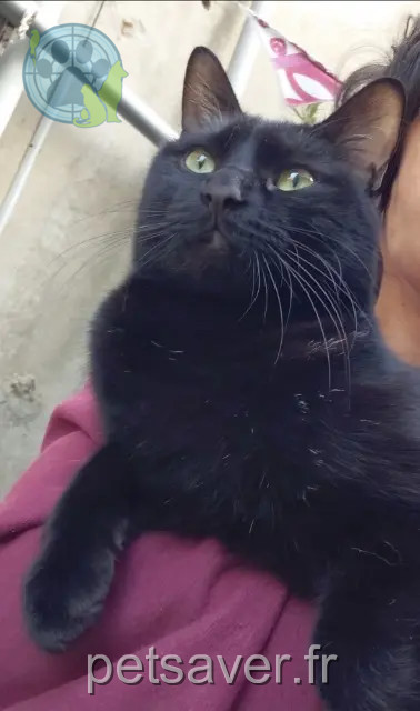 gato perdido 07300 Tournon-sur-Rhône Kiwi gato lost 07300 Tournon-sur-Rhône Kiwi