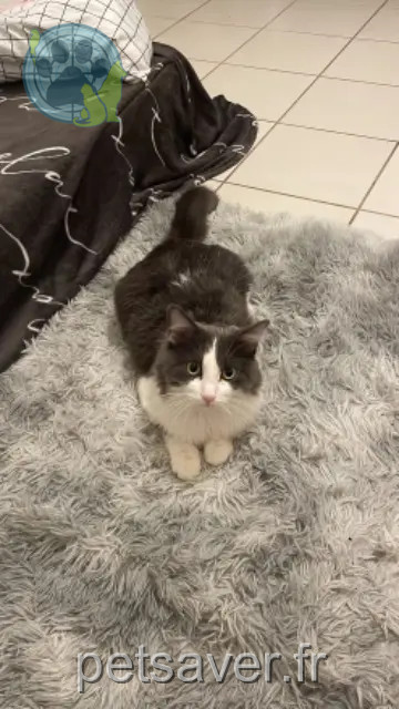 kater vermist 07400 Le Teil kyo kater lost 07400 Le Teil kyo