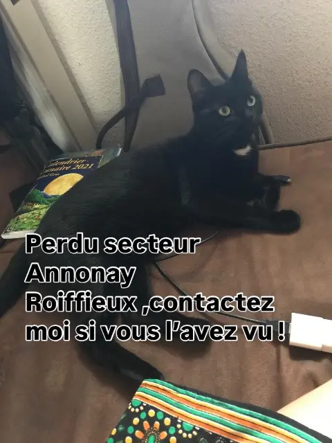 chat lost   07100 Roiffieux Mambo