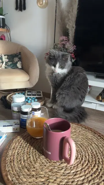 chat lost   07370 Éclassan Mao