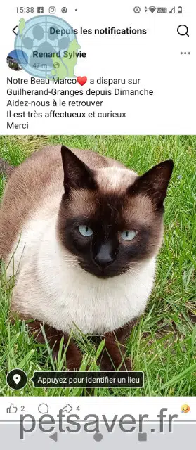 cat lost   07500 Guilherand-Granges Marc