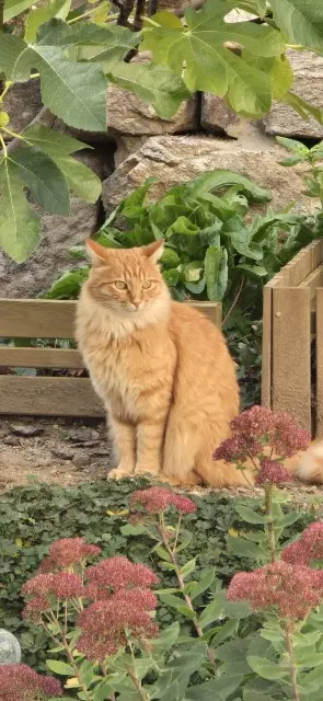 chat lost   07690 Villevocance Marcel