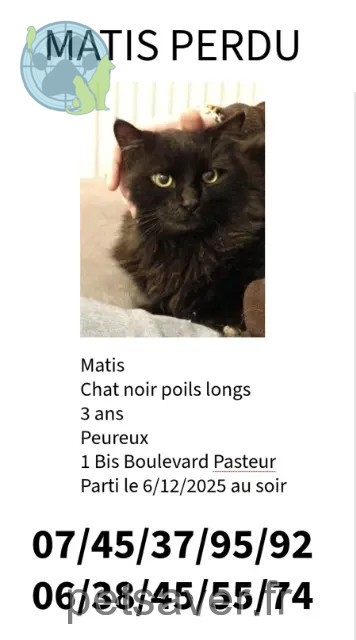 gato perdido 07400 Le Teil Mathis gato lost 07400 Le Teil Mathis