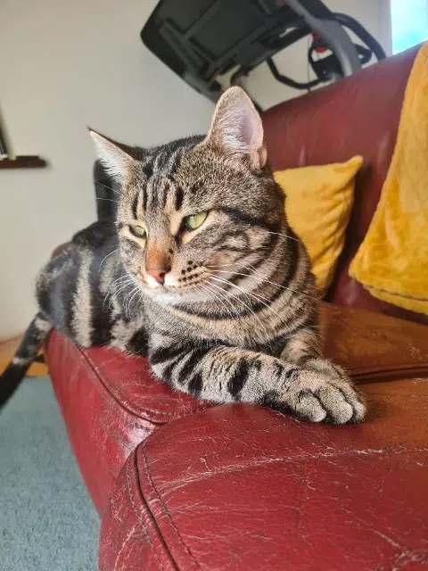 chat lost   07340 Félines Medine